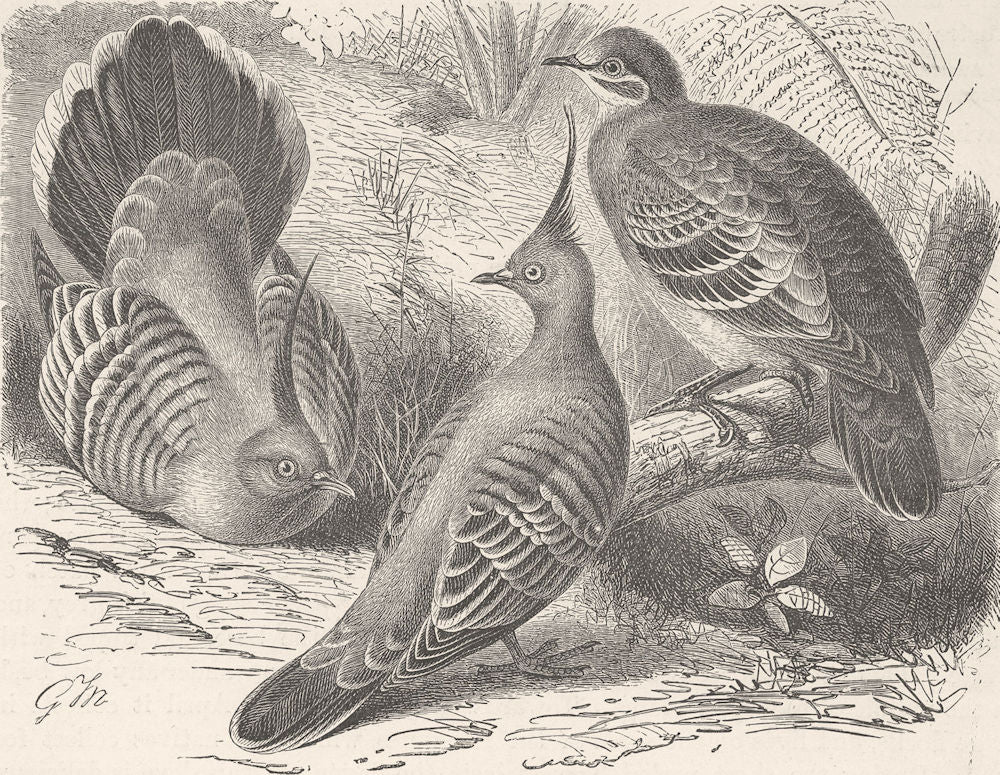 BIRDS. Crested & common bronze-winged doves  1895 old antique print picture